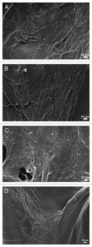 Figure 5. SEM images of MS1 cells cultured for 72h on different chitosan scaffolds: GEN1000 (A); EPI1000 (B); NX1000 (C); scaffolds without cells (D).