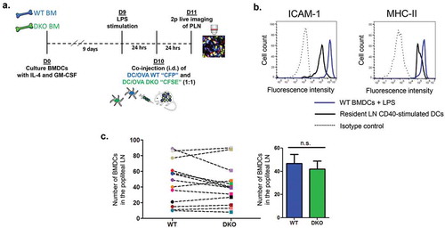 Figure 1. The experimental system for the generation and imaging of migratory BMDCs. (a) A scheme depicting the in vitro preparation of WT (CFP) and DKO (CFSE) BMDCs, LPS stimulation, intradermal (i.d.) co-injection, and 2 Pmicroscopy live imaging in popliteal lymph nodes of WT recipients. (b) ICAM-1 and MHC-II expression on BMDCs vs. resident lymph node DCs stimulated with anti-CD40. ICAM-2 was undetectable on BMDCs (not shown). (c) ICAM deficiency does not affect the entry of co-injected LPS stimulated OVA peptide loaded DCs into the T zone of popliteal lymph nodes, determined 24-h post intrafootpad transfer in multiple fields in this zone. Right panel depicts the mean of the values in multiple fields of view determined in eight mice.