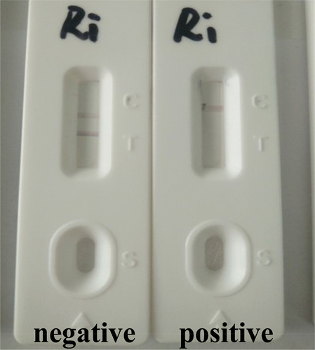 Figure 4. Illustration of typical test strip results.