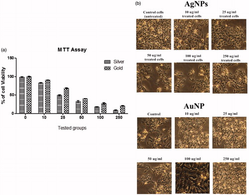 Figure 8. (a) Cytotoxic effect of synthesized XsAgNPs and XsAuNPs against A549 cell lines and (b) Phase contrast microscopic images of XsAgNPs and XsAuNPs induced gross cytomorphological changes and growth inhibition at different concentration on the A549 cells magnification at 200×.