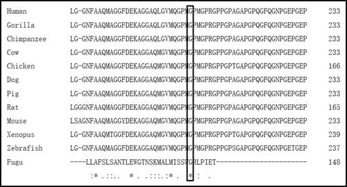 Figure 4 Evolutionary conservation of the mutant amino acid residue of COL2A1. Multispecies alignment of COL2A1 orthologs shows that the mutant amino acid, p.G204A (marked by a black square), is conserved across species including Human, Gorilla, Chimpanzee, Cow, Chicken, Dog, Pig, Rat, Mouse, Xenopus, Zebrafish and Fugu. * indicates positions that have a single and fully conserved residue, : indicates conservation between groups of strongly similar properties, . indicates conservation between groups of weakly similar properties.