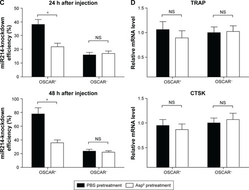 Figure 5 Cell-specific knockdown efficiency of miR214 in vivo.Notes: *P<0.05. (A) Real-time qPCR analysis for miR214-knockdown efficiency in OSCAR+ and OSCAR− cells sorted from bone marrow by FACS from Ovx mice administered free anti-miR214 injection of PU–anti-miR214 and Asp8-PU–anti-miR214 at 24 and 48 hours after administration; (B) real-time qPCR analysis for mRNA expression of TRAP and CTSK in OSCAR+ and OSCAR− cells sorted from bone marrow by FACS from Ovx mice administered PU–anti-miR214 and Asp8-PU–anti-miR214 at 48 hours after administration; (C) real-time qPCR analysis for miR214-knockdown efficiency in OSCAR+ and OSCAR− cells sorted from bone marrow by FACS from Ovx mice pretreated with PBS or Asp8 followed by administration of Asp8-PU–anti-miR214 at 24 and 48 hours; (D) real-time qPCR analysis for mRNA expression of TRAP and CTSK in OSCAR+ and OSCAR− cells sorted from bone marrow by FACS from Ovx mice pretreated with PBS or Asp8 followed by administration of Asp8-PU–anti-miR214 at 48 hours. All data presented as means ± SE, n=6 per group.Abbreviations: qPCR, quantitative polymerase chain reaction; PU, polyurethane; FACS, fluorescence-activated cell sorting; OSCAR, osteoclast associated receptor; Ovx, ovariectomized; NS, not significant.