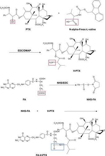 Figure 1 Synthesis schema of folate (FA)-valine (V)-paclitaxel (PTX).Abbreviations: DMAP, 4-dimethylamiopryidine; EDC, 1-ethyl-3-(3-dimethylaminopropyl)-carbodiimide; Fmoc, fluorenylmethoxycarbonyl; L, lysine; NHS, N-hydroxysuccinimide.