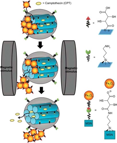 Figure 15 Schematic illustration of the synthesis and structure of the Fe3O4 NPs-capped mesoporous silica drug nanocarriers.Note: The drug release from MSN@Fe3O4 nanocarriers can be remotely controlled under a magnetic stimulus. Reproduced with permission from Chen PJ, Hu SH, Hsiao CS, Chin YY, Liu DM, Chen SY. Multifunctional magnetically removable nanogated lids of Fe3O4-capped mesoporous silica nanoparticles for intracellular controlled release and MR imaging. J Mater Chem. 2011;21(8):2535–2543. With permission of The Royal Society of Chemistry.Citation151 DOI http://dx.doi.org/10.1039/C0JM02590A.Abbreviations: NP, nanoparticle; MSN, mesoporous silica nanoparticle.