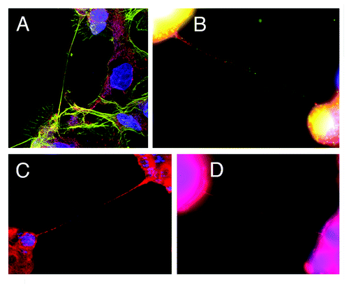 Figure 1. Tunneling nanotubes (TnTs) connecting mesothelioma cells (MSTO-211H cell line). All images were taken with Leica TCS SP5 with 40x/1.25NA or 100x/1.4NA oil objectives. (A) TnT connecting MSTO-211H cells, contrasted with shorter, adherent lamellopodia and actin stress fibers in the background. Blue = DAPI, green = actin (phalloidin stain), red = mitochondria (MitoTracker Red). (B) TnTs connecting MSTO-211H cells. Blue = DAPI, green = Golgi apparatus (GM130 antibody), red = mitochondria (MitoTracker Red). (C) TnT between MSTO-211H cells. Blue = Hoechst 3342, red = MitoTracker Red. (D) Ultrafine TnT connecting MSTO-211H cells. Blue = DAPI, red = RFP.