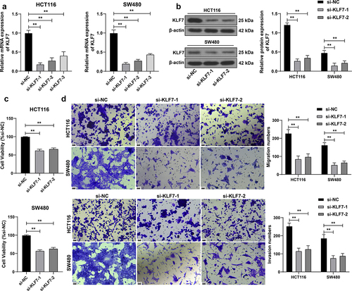 Figure 2. Inhibition of KLF7 reduced the invasion and migration of CRC cells. Three siRNAs targeting KLF7 (si-KLF7–1, si-KLF7–2, si-KLF7–3) were transfected into HCT116 and SW480 cells, respectively, with si-NC as the control. (a) qRT-PCR detection of transfection efficiency; si-KLF7–1 and si-KLF7–2 were selected for subsequent experiments. (b) Western blot detection of KLF7 expression. (c) CCK-8 assay detection of cell viability. (d) transwell detection of cell invasion and migration. The cell experiment was repeated 3 times independently. Data in panels AC were analyzed using one-way ANOVA, and data in panels BD were analyzed using two-way ANOVA, following Tukey’s multiple comparisons test, **p < .01.