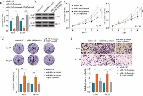 Figure 6. Overexpression of GNG7 could reverse the tumor-promoting effect of miR-19b-3p (a, b) showed GNG7 mRNA and protein expression under condition of miR-19b-3p mimics, miR-19b-3p mimics & GNG7 plasmid or negative control. (c) Cell viability of A549 and H1299 cells under treatment of miR-19b-3p mimics, miR-19b-3p mimics & GNG7 plasmid and negative control in 1d, 2d, 3d and 4d. (d) Colony formation ability of A549 and H1299 cells under treatment of miR-19b-3p mimics, miR-19b-3p mimics & GNG7 plasmid and negative control was compared in vitro, and the result was quantified. (e) Cell invasion ability of A549 and H1299 cells under treatment of miR-19b-3p mimics, miR-19b-3p mimics & GNG7 plasmid and negative control was detected by transwell assay, and the result was quantified. Error bar represents the mean ± SD of three independent experiments. **p < 0.005.***p < 0.0005, unpaired Student’s t test or one-way ANNOVA followed by multiple t test