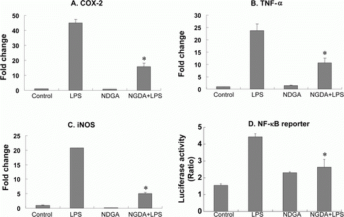 Figure 1.  NDGA blocked LPS-induced proinflammatory gene expression. (A–C) The expression of each gene in RAW264.7 cells was accessed using real-time PCR and the specific primers. The cells were pretreated with 10 µM NDGA for 24 hours, then challenged by LPS and cultured for 6 hour before the cell harvest. (D) The cells were transfected with pNF-κB-LUC and pRL-LUC, then 16 hours after transfection the cells were treated with 10 µM NDGA for 1 hour and subsequently stimulated with 100 ng/ml LPS for 3 hours. Firefly luciferase was normalized for Renilla luciferase activity.