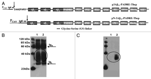 Figure 2. (A) Schematic representation of third generation epitope vaccines. Parental construct (p3Aβ11-PADRE) was modified to express protein composed of three Aβ11 B cell epitopes and nine different foreign Th cell epitopes each separated by a small glycine-serine spacer. In addition, extra amino acids between signal sequence and the Aβ11 was removed to generate protein with free N-terminal aspartic acid after cleavage of signal sequence. (B and C) Correct cleavage of signal sequence and generation of free N-terminus aspartic acid in a first copy of Aβ11 in N-3Aβ11-PADRE-Thep was analyzed in conditioned media (CM) of CHO cells transfected with p3Aβ11-PADRE-Thep (Lane 1) and pN-3Aβ11-PADRE-Thep (Lane 2) by IP/WB. Both proteins were immunoprecipitated with 6E10 MoAb. Blots were stained with 6E10 (B) or rabbit antibody specific to the N-terminus of Aβ peptide (C).