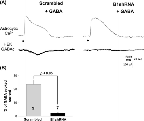 Figure 3. Ca2+-dependent GABA release with GABA pretreatment is mediated by Best1. (A) Representative recordings from sniffer-patch assay for each experimental condition (left: Scrambled shRNA; right: Best1 shRNA). Upper trace: Ca2+ transient recorded from astrocyte. Lower trace: whole-cell current recorded from sensor cell (Vh = −70 mV) upon TFLLR pressure application. Diamond: TFLLR application (10 psi, 100 ms, 500 mM). (B) Summary bar graph of GABA release measured under the conditions indicated, with values normalized as described above. Significance was determined by a paired Student's t-test.