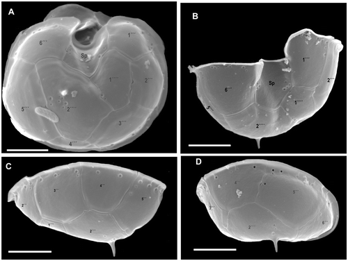 Fig. 4. Azadinium spinosum. SEM micrographs of hypothecal plates of different cells in (A) ventral view; (B) ventro-antapical view; (C) dorso-right-lateral view; (D) right-lateral view. Abbreviation: Sp: posterior sulcal plate. Scale bars: 2 µm.