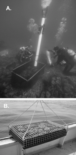 Figure 1.  Two sampling methods for young-of-year and older juvenile lobsters and associated fauna: (a) suction sampling; (b) passive, vessel-deployed, postlarval collectors.