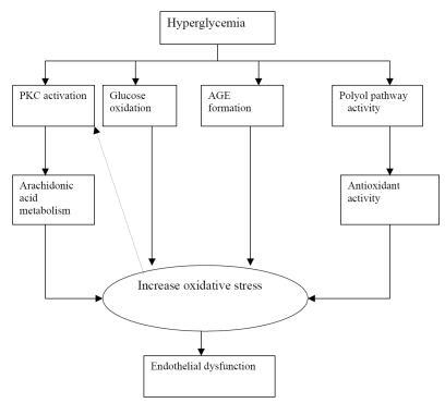 Figure 2 Pathophysiology of hyperglycemia induced endothelial dysfunction (DeVriese et al 2000).