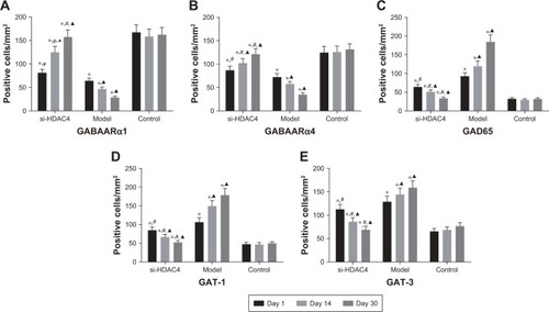 Figure 2 si-HDAC4 elevates the number of positive cells of GABAARα1 (A) and GABAARα4 (B), while reduces that of GAD65 (C), GAT-1 (D), and GAT-3 (E) of the hippocampus tissues of epilepsy rats after treatment with si-HDAC4.