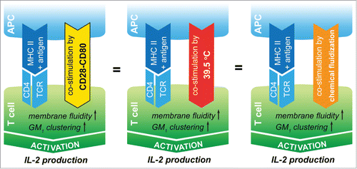Figure 1. Comparing co-stimulation, temperature elevation and isothermal membrane fluidization effects on T cell activation threshold. CD4+ T cells need co-stimulation via CD28 receptors for sufficient survival, activation and IL-2 production. Fever-range heat and isothermal membrane fluidization by 0.05% EtOH induce similar membrane alterations as CD28 ligation, including GM1 clustering and fluidization in the membrane of T lymphocytes. Both mild heat and EtOH exposures are sufficient to result in enhanced T cell activation via their membrane perturbing effect.