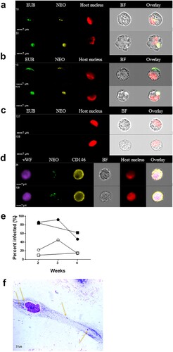Figure 3. Visualization of Ca. N. mikurensis infection of primary endothelial cell lines. (a)–(b) Image flow cytometer depiction of endothelial cells from pulmonary artery 7–14 days after inoculation with homogenized tick cells that had been infected from clinical isolate SE25. The endothelial cells were labelled using a panbacterial DNA probe (EUB) in green and a Ca. N. mikurensis-specific DNA probe (NEO) in yellow; red staining (DRAQ5) of the host cell nucleus (endothelium), after (a) 1 week and (b) 2 weeks of culture. (c) Uninfected negative control endothelial cells did not stain with the EUB388 probe nor with the Neo probe. (d) Verification that the infected cells were endothelial by labelling them with a mAb against the von Willebrand factor (vWF, purple), the Ca. N. mikurensis-specific DNA probe (NEO, green), a mAb against CD146 (yellow), and staining of the endothelial cell nucleus (DRAQ5, red). Bright field images (BF) and overlay images are shown. (e) Graph illustrating the percentage of the two endothelial cell lines that were infected by Ca. N. mikurensis (⬤ = pulmonary artery endothelial cells, ▪ = skin microvasculature endothelial cells) and the fraction of the cytosol of these respective cell lines that were occupied by bacteria (○ = pulmonary artery endothelial cells, □ = skin microvasculature endothelial cells), after 2, 3 and 4 weeks of culture. (f) Giemsa-stained preparation of a cutaneous microvasculature endothelial cell infected in vitro by Ca. N. mikurensis. Arrows indicate bacterial inclusions.