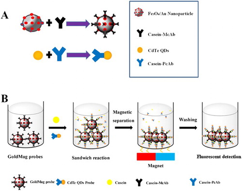 Figure 1. Scheme of the immunoassay for casein based on dual-labelled immunoprobes.