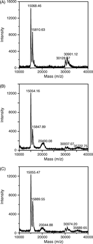Figure 3.  MALDI-TOF mass spectra of various Hbs. Various Hbs were dialyzed against deionized water 3 times to remove salt before analyzing by a MALDI-TOF mass spectrometer. (A): unmodified Hb; (B): peptide-PEG-Hb-1; (C): peptide-PEG-Hb-2.