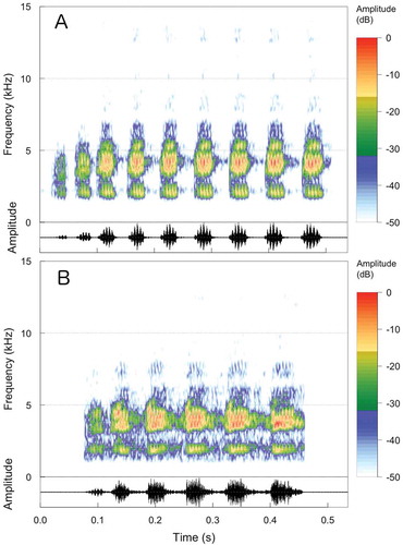 Figure 3. Audiospectrogram (above) and oscillogram (below) of advertisement calls of Pristimantis dundeei from two localities in the state of Mato Grosso, Brazil. A – St. A. Leverger (18:38 hours, 21°C); B – Barra do Garças (21:46 hours, 25°C). Files corresponding to records St. A. Leverger 1a and Barra do Garças 2c (see Appendix), respectively.