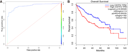 Figure 3 Diagnostic and prognostic values of CSTF2 in HCC based on TCGA database. (A) The diagnostic capability of CSTF2 was evaluated in the TCGA-LIHC cohort. (B) The relationship of CSTF2 expression and overall survival was evaluated in GEPIA with TCGA data.