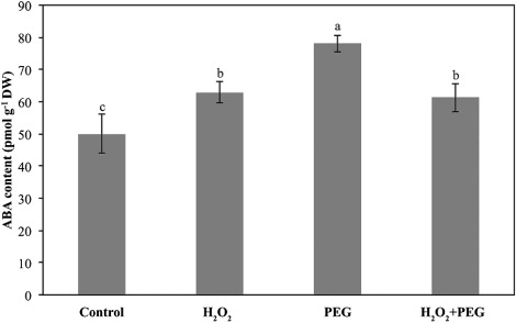 Figure 5. Effect of exogenous H2O2 on ABA content in the leaves of detached maize seedlings under osmotic stress conditions.