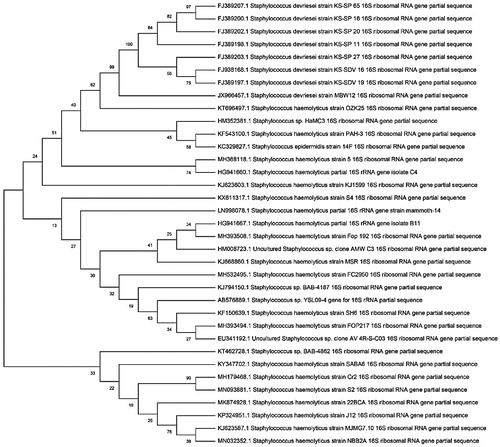 Figure 3. Phylogenic tree based on 16S rRNA gene sequence data for isolated Staphylococcus haemolyticus (J5).