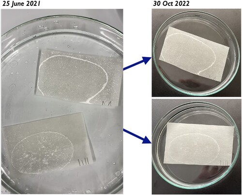 Figure 11. Japanese paper samples immersed in water after local application of D5 with a brush displayed a dry ring around the application area, still visible after 16 months of natural ageing. The dates indicate the days pictures were taken.