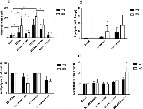 Figure 9. Increased responsiveness to catecholamines and insulin in white adipocytes of Cyp8b1−/- (KO) mice. Adipocytes were isolated from epididymal fat pads of Cyp8b1+/+ (WT) and Cyp8b1−/- (KO) mice and used for measurement of lipolysis and lipogenesis. (a) Cells were stimulated with isoproterenol and/or insulin at the indicated concentrations (given in nM) for 30 min. Lipolysis was measured as glycerol concentration of the medium. (b) Isoproterenol-stimulated lipolysis shown as fold change compared to basal lipolysis for respective group. (c) Antilipolytic effect of insulin shown as percent lipolysis in the presence of both isoproterenol and insulin compared to isoproterenol alone. (d) De novo lipogenesis was measured during 45 min in the absence or presence of insulin at the indicated concentrations. Insulin stimulated lipogenesis is shown as fold change compared to basal lipogenesis for respective group. Data is shown as mean ± SD, n = 7 (lipolysis) and 8 (lipogenesis), respectively, for both groups. * = p < 0.05
