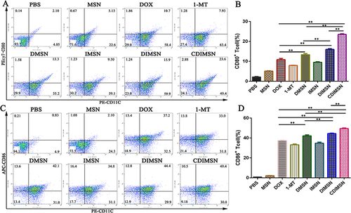 Figure 8 Expression of DC cells maturation after treatment with PBS, MSN, DOX, 1-MT, DMSN, IMSN, DIMSN and CDIMSN. The expression of splenocyte surface molecules was determined by flow cytometry. (A) Representative result CD80+ cell of independent experiments and (B) Quantitative analysis of the percentage of positive CD80+ cells. (C) Representative result CD86+ cell of independent experiments and (D) Quantitative analysis of the percentage of positive CD86+ cells. The data shown as means±SD (n =5). The statistical significance of the results was analyzed and indicated as **p <0.01.