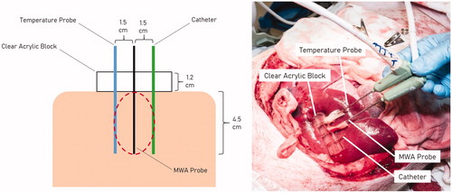 Figure 1. Diagrammatic illustration of a microwave ablation cross-section (left). Actual photograph of a microwave ablation performed in an in-vivo pig liver model (right).