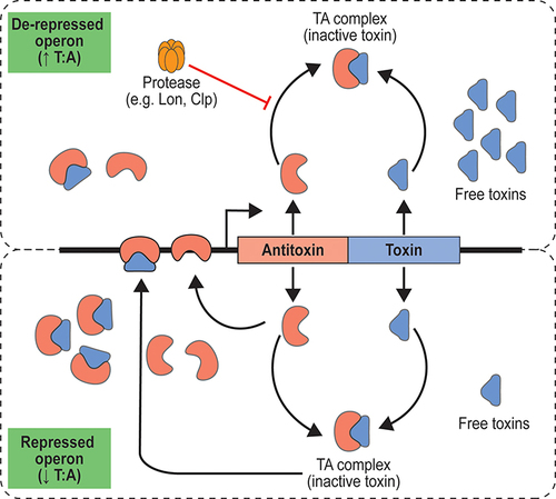 Figure 4 Illustration of type II TA system autoregulation through coordination cooperativity. The ratio of toxin and antitoxin influence the switch between repressed and de-repressed state of operon. Degradation of antitoxin by cellular protease prevent the formation of TA complex.