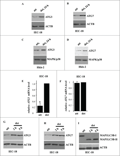 Figure 4. Detachment from the ECM triggers ATG3 and ATG7 upregulation in intestinal epithelial cells. (A, B) IEC-18 cells were cultured attached (att) to or detached from (det) the ECM for the indicated times and assayed for ATG3 (A) or ATG7 (B) protein expression by western blot. (D, E) Human nonmalignant intestinal epithelial Hkh-2 cells were cultured attached (att) to or detached (det) from the ECM for the indicated times and assayed for ATG3 (C) or ATG7 (D) protein expression by western blot. (E, F) IEC-18 cells were cultured attached to or detached from the ECM for 24 h and assayed for ATG3 (E) or ATG7 (F) mRNA levels by qPCR. The observed ATG3 and ATG7 mRNA levels were normalized by the levels of RNA18S/18S rRNA, which were also determined by qPCR. The resulting levels of ATG3 (E) or ATG7 (F) mRNA in the detached cells were arbitrarily designated as 1.0. The data represent the average of 4 independent experiments plus the SD in (E) and 2 independent experiments in (F). * indicates that the p-value was less than 0.05. (G–I) IEC-18 cells were cultured attached to or detached from the ECM for the indicated times and assayed for ATG3 (G), ATG7 (H) or MAP1LC3B (I) protein expression by western blot. Positions of MAP1LC3B-I and MAP1LC3B-II on the gel are indicated. ACTB was used as a loading control in (A, B, G–I) and MAPK/p38 in (C, D).