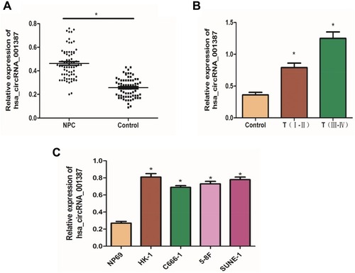 Figure 2 Expression of hsa_circRNA_001387 in NPC patients and NPC cell lines. (A) shows qRT-PCR results of hsa_circRNA_001387. (B and C) show the expression of hsa_circRNA_001387 in NPC patients at various stages and in various NPC cell lines, respectively. *P<0.05, NP69 cells versus control group. All experiments were repeated three times.