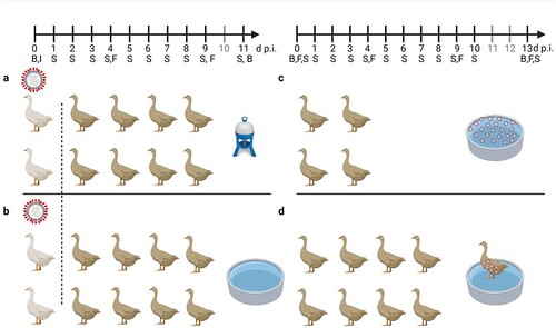 Figure 1. General settings of infection experiments in mallards using two infected “seeder” ducks (light colour), eight contact mallards (dark colour) and two different sources of water (a) bell drinker versus and (b) pool. Seeder ducks of (a) received LP H4N6 while those of (b) were inoculated with HP H5N8. Setting (c) provides artificially contaminated pool water to four ducks as a source of infection and (d) uses a non-infected “seeder” duck with virus-contaminated plumage as contact to eight contact mallards. Created with BioRender.com. An observation time line is indicated at the top; I – Inoculation of two seeder ducks (a, b) B – blood sample, S – Swab sample (oropharyngeal, cloacal, plumage), F – Feather sample (secondary flight feather); red circled dots indicate presence of virus in water (c) or adhering to plumage (d).