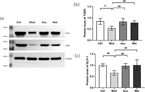 Figure 10 Expression of TGR5 and GLP1 proteins in each group of mice. (a) Representative Western blot brands of TGR5 and GLP-1 in the small intestine of db/db mice (b) The density analysis results of TGR5 in the small intestine of db/db mice (c) The density analysis results of GLP-1 in the small intestine of db/db mice. #P<0.05, ##P< 0.01.