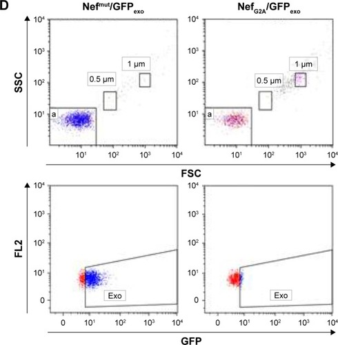 Figure 1 Detection of engineered exosomes in supernatants of transfected murine muscle cells.Notes: (A) FACS analysis of both human 293T and murine C2C12 muscle cells 2 days after transfection with either Nef mut/GFP- or NefG2A/GFP-expressing vectors. M1 marks the range of positivity as established by the analysis of mock-transfected cells. Percentages of positive cells are reported. (B) Quantification in terms of AchE activity of exosome preparations recovered by differential centrifugations of supernatants from the same number (ie, 5×106) of both 293T and C2C12 transfected cells. (C) Western blot analysis of exosomes from both 293T and C2C12 transfected cells. Nef-based products were detected in both cell lysates and exosomes, while β-actin and Alix served as markers for cell lysates and exosomes, respectively. Arrows mark the relevant protein products. Molecular markers are given in kDa. (D) FACS analysis of exosomes from C2C12 transfected cells. Ten mU of exosomes from C2C12 cells transfected with either Nefmut/GFP- or NefG2A/GFP-expressing vectors were analyzed in terms of both FSC and SSC (top panels), as well as GFP fluorescence (bottom panels). Quadrants indicate the dimension of the detected particulate (top panels, a: 0.1 μm) and the range of positivity as calculated by the analysis of exosomes from mock-transfected cells (bottom panels). Results are representative of two independent experiments.Abbreviations: AchE, acetylcholineesterase; exo, exosomes; FACS, fluorescence-activated cell sorting; FL2, fluorescence channel 2; FSC, forward scatter; GFP, green fluorescent protein; SSC, side scatter.