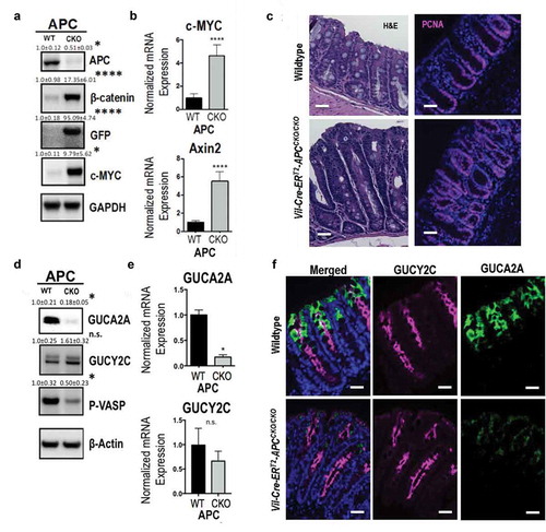 Figure 3. GUCA2A and GUCY2C in colonocytes following biallelic Apc in-activation in mice.Wildtype (WT) and vil-Cre-ERT2-ApcCKO/CKO (CKO) mice received 100 mg/kg tamoxifen IP and colons with crypts were harvested 5 days later. (a) Immunblot analysis of APC, β-catenin and its downstream transcriptional targets. (b) Quantification of c-MYC and Axin2 mRNA by RT-PCR. (c) H&E and PCNA+ cell staining of colons from WT and CKO mice. (d) Immunoblot analysis of GUCA2A, GUCY2C, and their downstream signaling target, phosphorylated (P-)VASP. (e) Quantification of GUCA2A and GUCY2C mRNA by RT-PCR. (f) Immunofluorescence of GUCY2C (magenta), GUCA2A (green) and DAPI (blue) in colons from WT and CKO mice. ns, not significant; *, p < .05; ****, p < .0001. Scale bar = 100 µm.