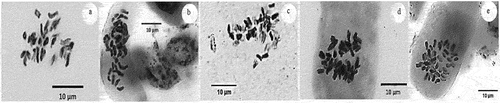 Figure 2. Chromosome numbers of Cosmos caudatus: a) 22; b) 30; c) 32; d) 36; and e) 40. (adapted from Salamah et al., [Citation16]