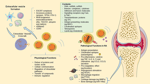Figure 3 The role of extracellular vesicles (EVs) in RA. Most cells within the body can produce EVs, including the cells of the immune system. EV biogenesis requires components such as; the endosomal sorting complex required for transport (ESCRT) machinery in association with its accessory proteins (Alix, VPS4, VTA-1); II sphingomyelinase, ceramides, Gi-protein-coupled sphingosine 1-phosphate receptor, tetraspanins and integrins. They contents may vary, but in RA often includes citrullinated epitopes and antigen-presenting molecules. EV physiological functions include cellular communication and transport, although they have immunomodulatory functions such as maintaining the cross-talk between innate and adaptive immunity. In RA, EVs have pathological roles, such as antigen presentation, autoantigen function, cytokine secretion, angiogenesis and macrophage migration stimulation and pro-coagulatory effect.