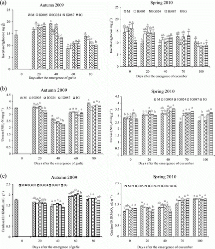 Figure 3.  Soil enzyme activities of (a) invertase, (b) urease, (c) catalase, and (d) alkaline phosphatase in soil samples collected at intervals of 20 days in co-growth stage and 30 days in sole cucumber in autumn 2009 and spring 2010. M, cucumber monoculture; IG005, cucumber intercropping with garlic G005; IG024, cucumber intercropping with garlic G024; IG087, cucumber intercropping with garlic G087; IG, cucumber intercropping with green garlic. Data in a column followed by the same letter are not significantly different at p=0.05, analysis of variance with Least Significant Difference test.