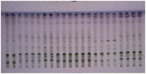 Figure 3. HPTLC chromatogram of samples of Stevia extract in daylight after spraying with anisaldehyde-sulphuric acid solution.