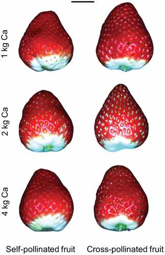 Figure 1. Self-pollinated and cross-pollinated Redlands Joy strawberry fruit under three levels of calcium nutrition (1, 2 or 4 elemental Ca ha −1 spray −1). Scale bar = 1 cm. Photographs: Cao Dinh Dung.