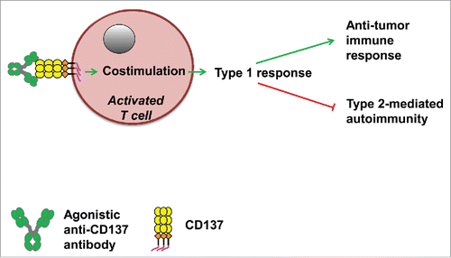Figure 2. The effects of agonistic anti-CD137 antibodies on type 1 polarization which promotes (green arrows) anticancer immune responses and inhibits (red lines) type 2-mediated autoimmune reactions.