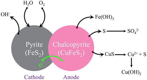 Figure 4. Galvanization process between pyrite (cathode) and chalcopyrite (anode) [Citation72].