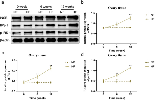 Figure 6. Changes of insulin receptor-related protein expression levels in the ovary tissues in different periods. a – b: changes in the expression levels of INSR, IRS-1 and p-IRS-1 in the ovary tissues of mice in the two groups at different periods. *P < 0.05, **P < 0.01 vs. NF group.