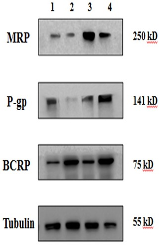 Figure 8 Protein levels of transporters in confluent hCMEC/D3 cells. Lane 1, PBS; Lane 2, HupA-NE; Lane 3, Lf-HupA-NE; and Lane 4, HupA solution.