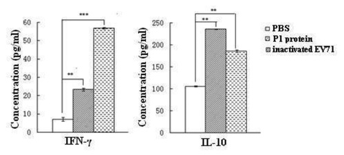 Figure 5. The production of cytokines by P1 protein and heat-inactivated EV71. The serum collected from different groups of immunized mice and cytokine (IFN-y, IL-10) concentrations in the serum were measured by ELISA. Each sample dilution was measured in triplicate.