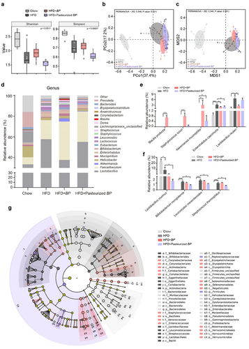 Figure 5. Blautia producta modulates gut microbiota but shows a poor colonizing capacity. The alpha diversity of gut microbiota was assessed by Shannon and Simpson indices (a). The separation of the gut microbial community of different groups was assessed by principal coordinates analysis (PCoA) (b) and non-metric multi-dimensional scaling (NMDS) (c). (d) the profile of dominant genera in each group. (e) the relative abundances of Bl. producta and significantly altered species by live Bl. producta. (f) the relative abundances of significantly altered species by pasteurized Bl. producta. (g) LEfSe Cladogram of gut microbiota community. n = 8 for each group. *q < .1, **q < .05, ***q < .01.