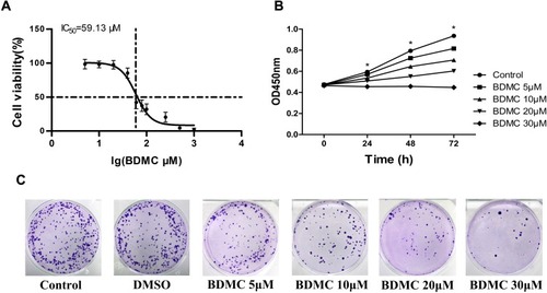 Figure 1 Effects of BDMC on the viability of the hepatocellular cell line HepG2. (A) The half maximal inhibitory concentrations (IC50) of BDMC were measured by CCK-8 assay. (B) The effects of the indicated concentrations of BDMC on cell viability were measured by CCK-8 assays at 24, 48 and 72 h. (C) The proliferation of HepG2 cell lines at different concentrations of BDMC was detected by a colony formation assay. The data are representative of independent experiments (means ± SD) using one-way analysis of variance (ANOVA) to analyze the differences among groups. *Indicates P<0.05 between groups.