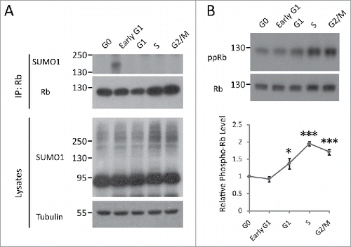 Figure 1. Dynamics of Rb SUMOylation and phosphorylation during the cell cycle. (A) Rb is SUMOylated at early G1 phase. HEK293 cells were synchronized at the G0, early G1, G1, S and G2/M phases of the cell cycle, as described in the Materials and Methods section. The lysates in RIPA buffer were subjected to SDS-PAGE or immunoprecipitation using anti-Rb antibody and then blotted with SUMO1 antibody. (B) Rb is gradually phosphorylated after late G1 phase. HEK293 cells were synchronized and lysed as described above, followed by Western blot analysis with phosphorylated-Rb (Ser 807/811) antibody. Quantification of the data are represented as the mean ± the SEM (n = 3).